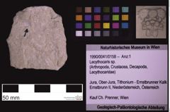 Foto (Objekt + Etiketten) von Lecythocaris sp. (NHMW-GEO-1990-0041-0158)